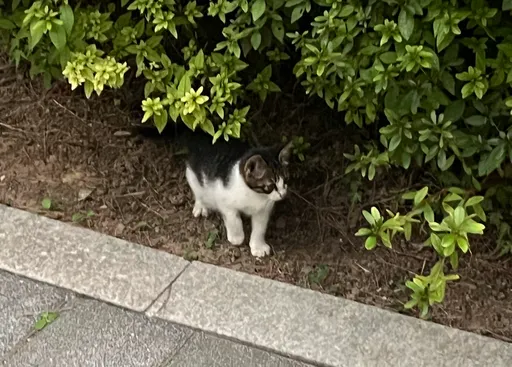 Baby street cat in bushes